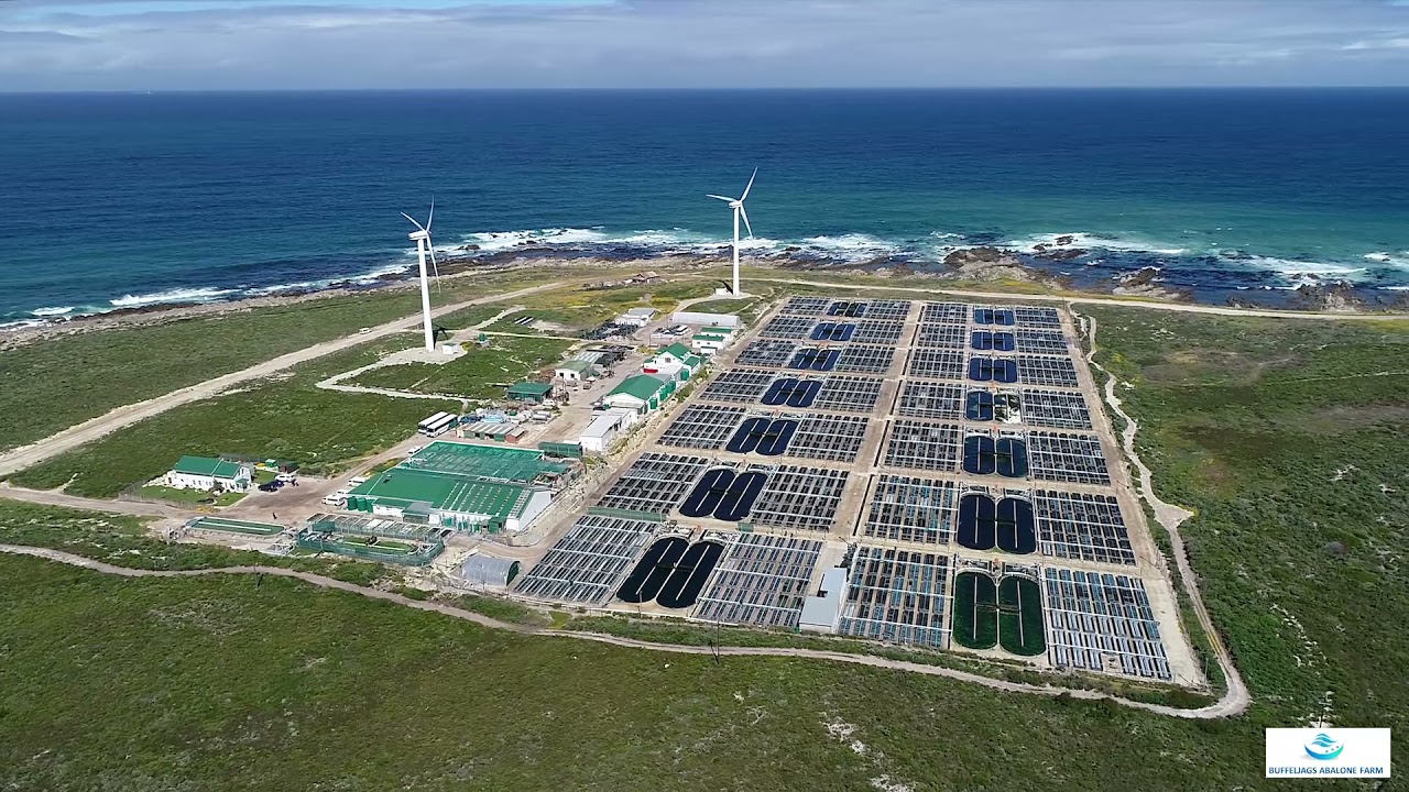 Buffeljags Abalone Farm 2021 | Viking Aquaculture