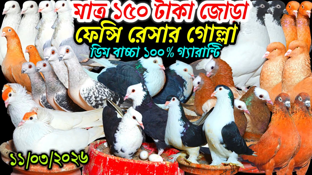 মাত্র ১৫০ টাকা জোড়া ফেন্সি রেসার গোল্লা গিরিবাজ ডিম বাচ্চা ১০০% গ্যারান্টি সহ আকর্ষণীয় কবুতর কিনুন