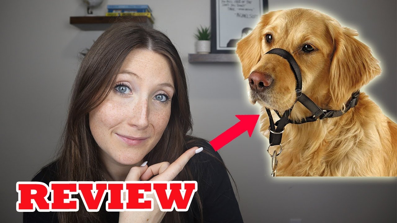 Обзор и демонстрация Dog Head Halti (ОНИ РАБОТАЮТ?!)
