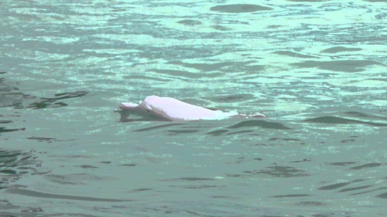 Pink Dolphins