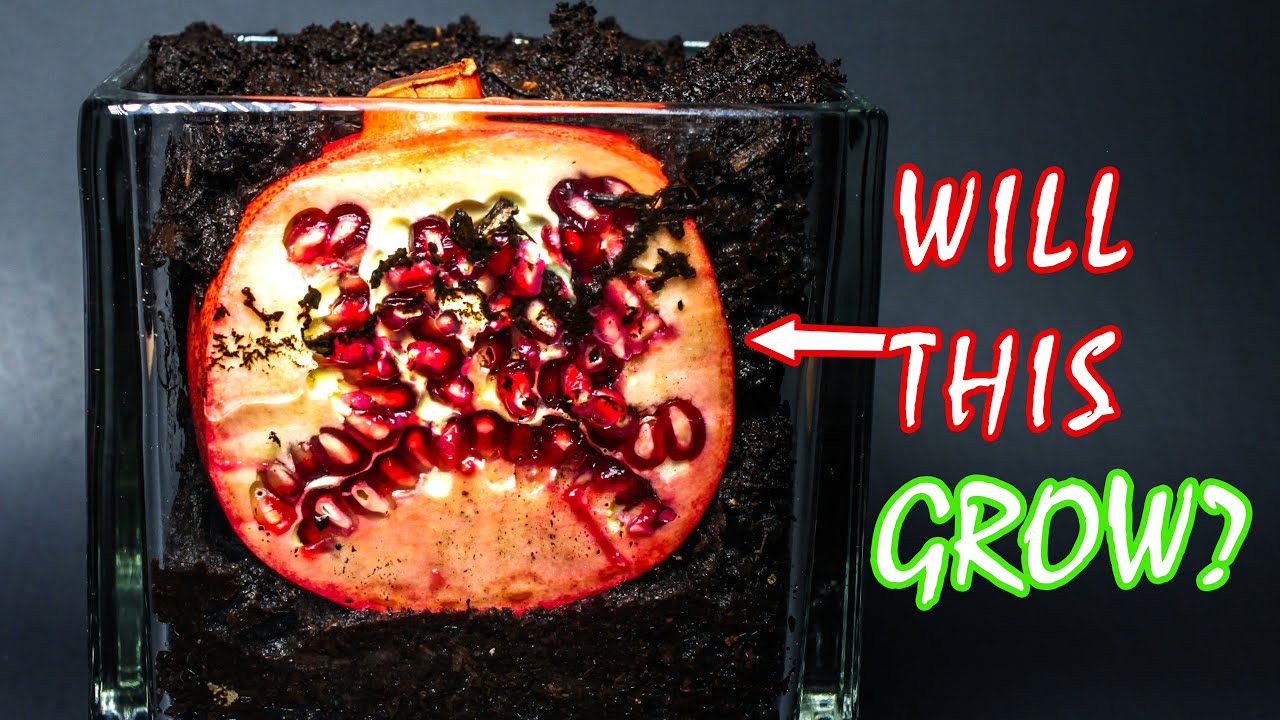 Pomegranate Slice Underground Time Lapse - 180 Days in 2 Minutes