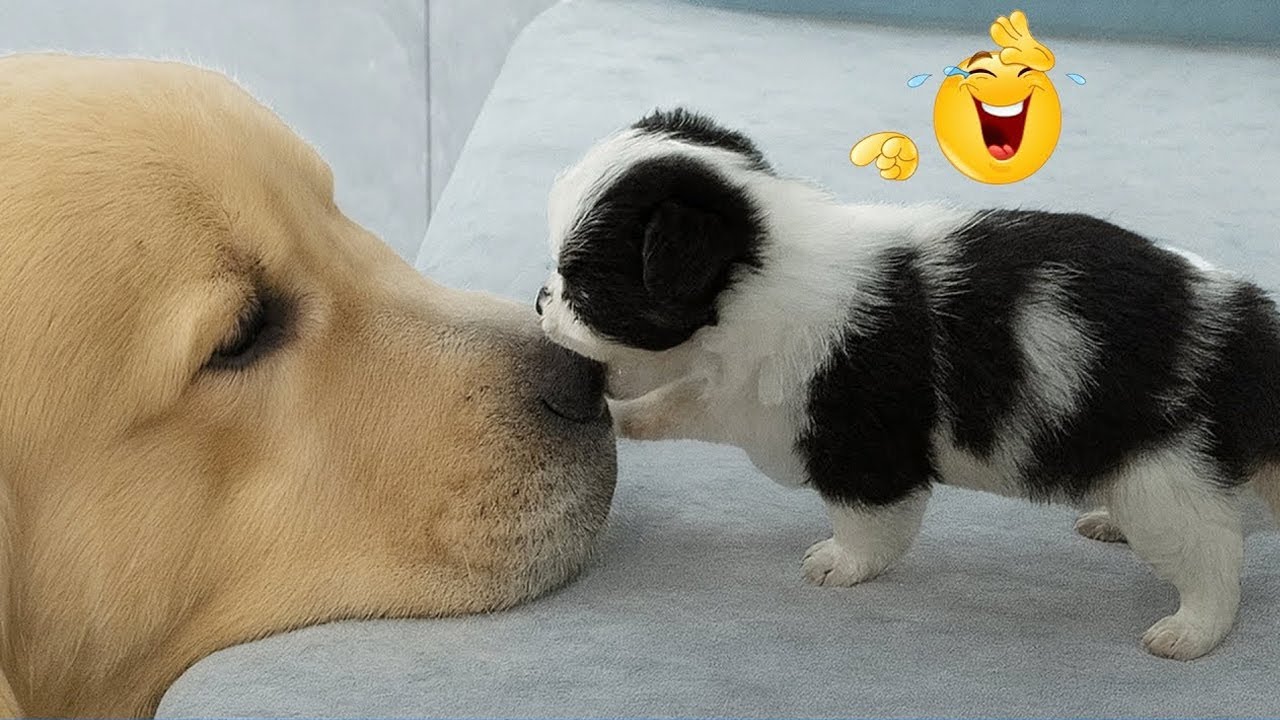 Funniest videos of CATS🐱 and DOGS🐶 #12 | Best funny videos of ANIMALS 🤣2026