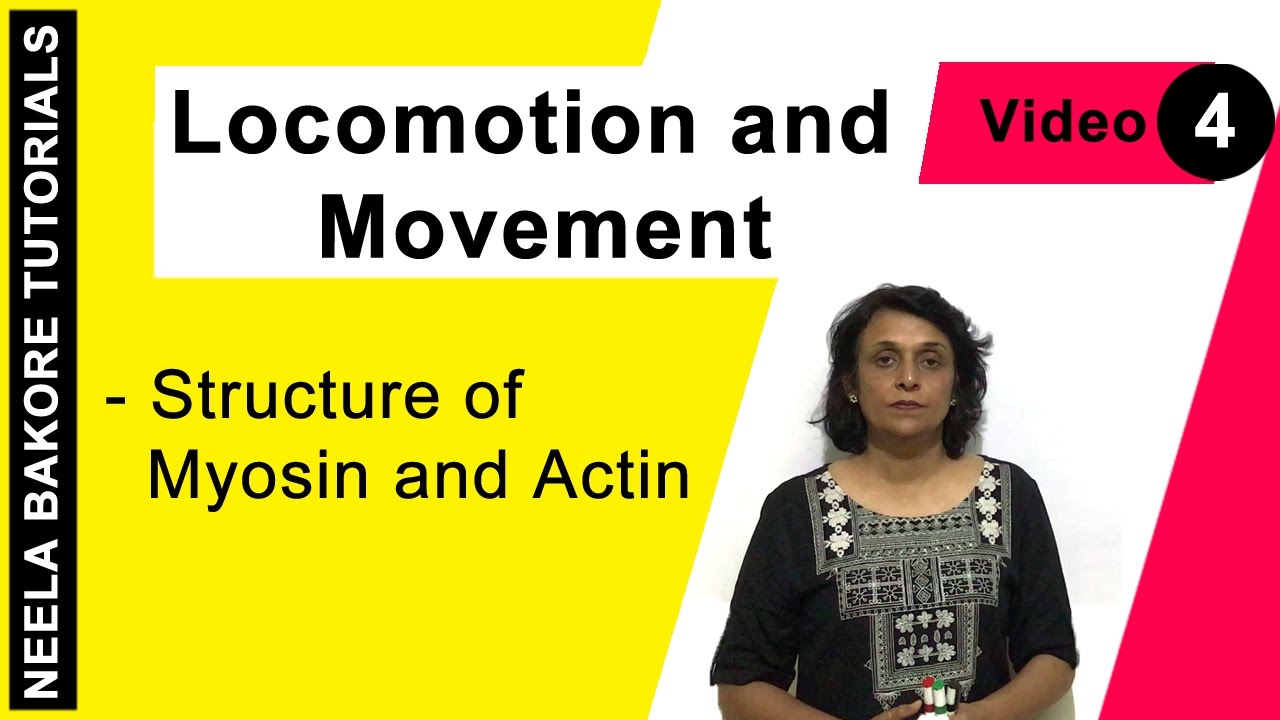 Locomotion and Movement | NEET | Structure of Myosin and Actin | Neela Bakore Tutorials