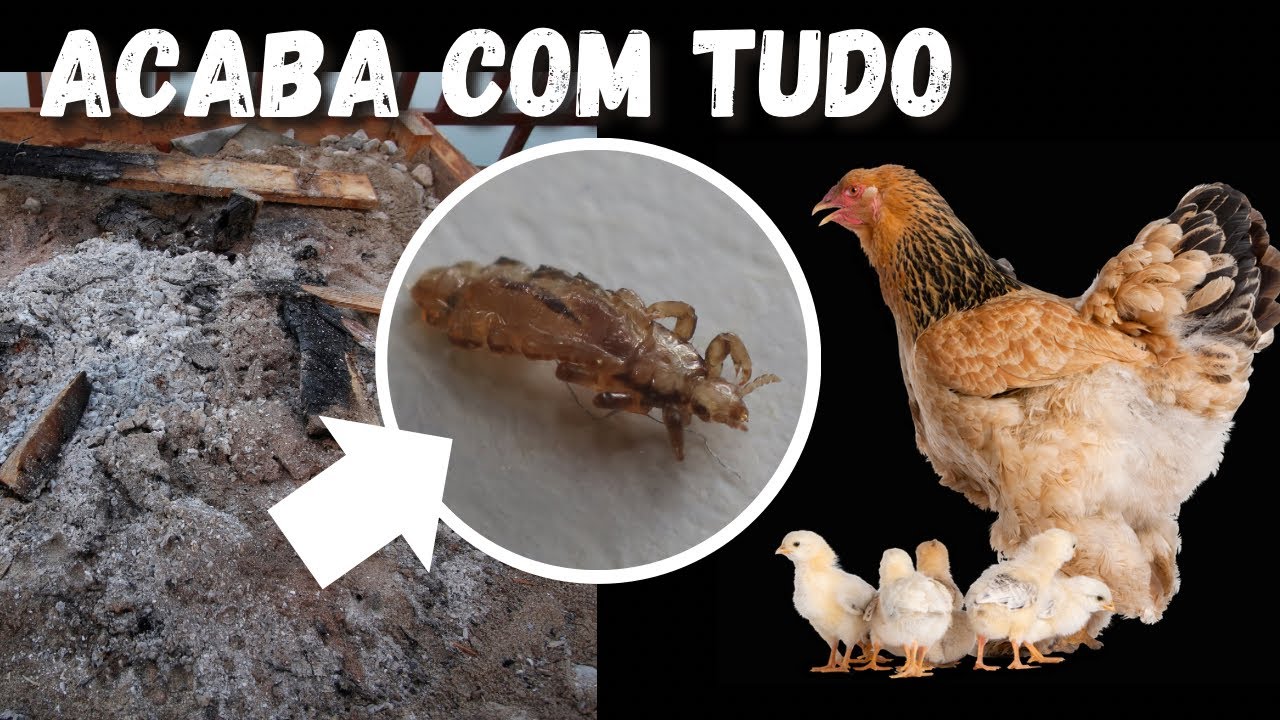 MARAVILHOSO, acabe com piolhos de galinhas e outros parasitas na sua criação com esse método natural