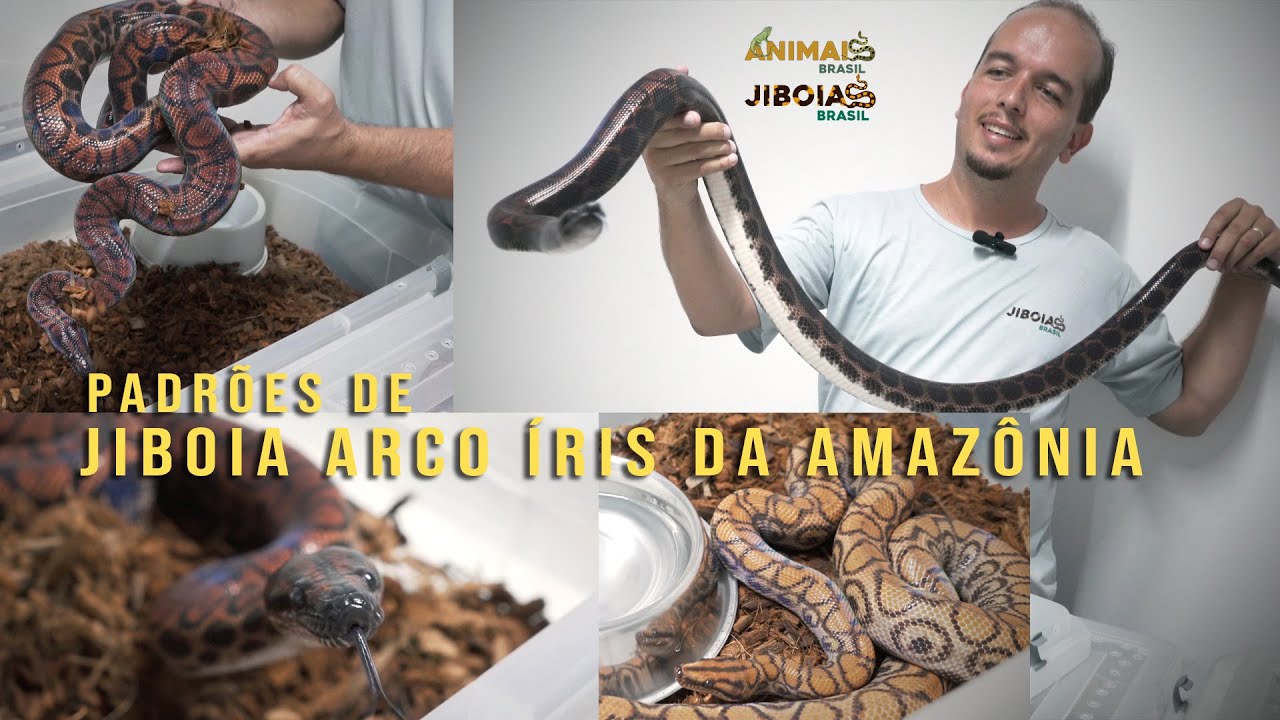 4 PADRÕES DE JIBOIA ARCO-ÍRIS DA AMAZÔNIA