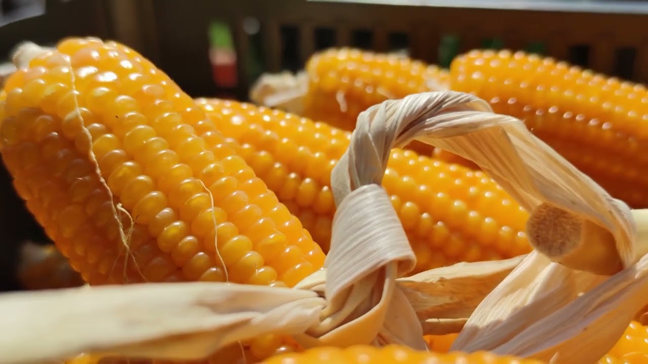 AGRO INFO | 20.02.2024 | TV Republika
