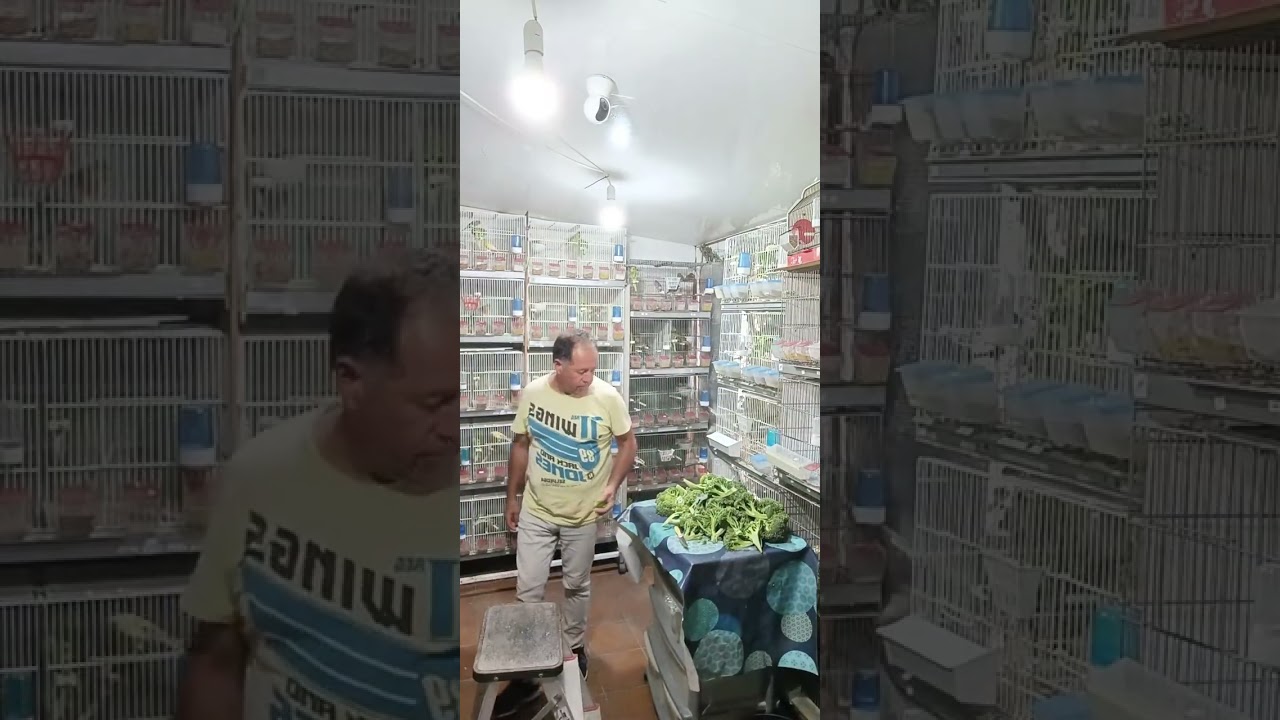 👉VIDEO DEL TIKTOK👈