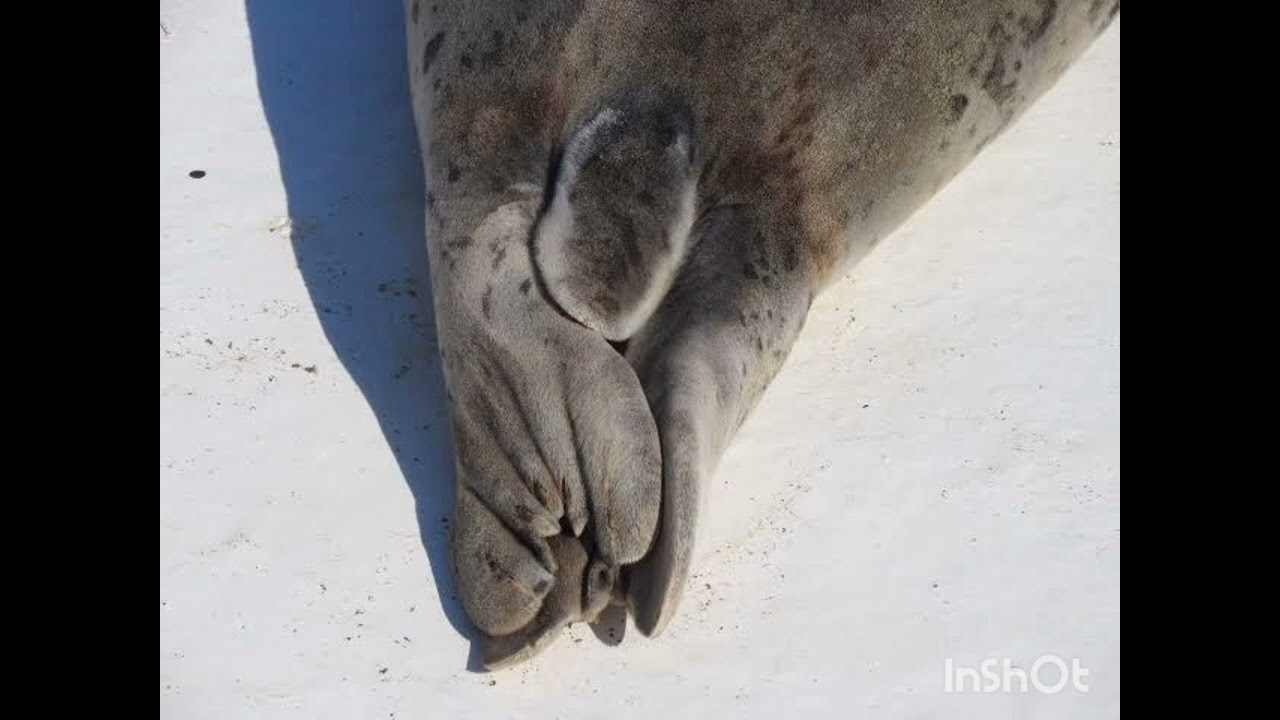 アザラシの尻尾― アザラシ・エッセイ ―