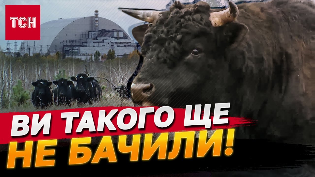 ЩОСЬ НЕЙМОВІРНЕ! Ціле СТАДО ЗДИЧАВІЛИХ КОРІВ з’явились біля ЧАЕС