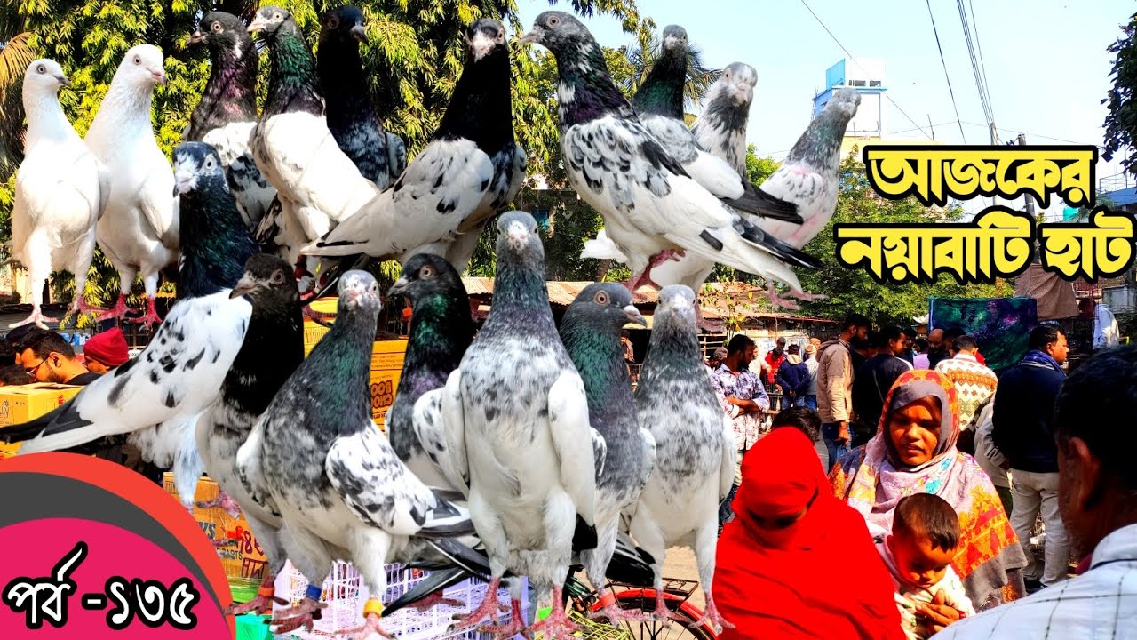 নয়াবাটি কবুতর হাট খুলনা ৯-১-২৬ pigeon market in bangladesh,khulna pigeon market#নয়াবাটি কবুতরের হাট