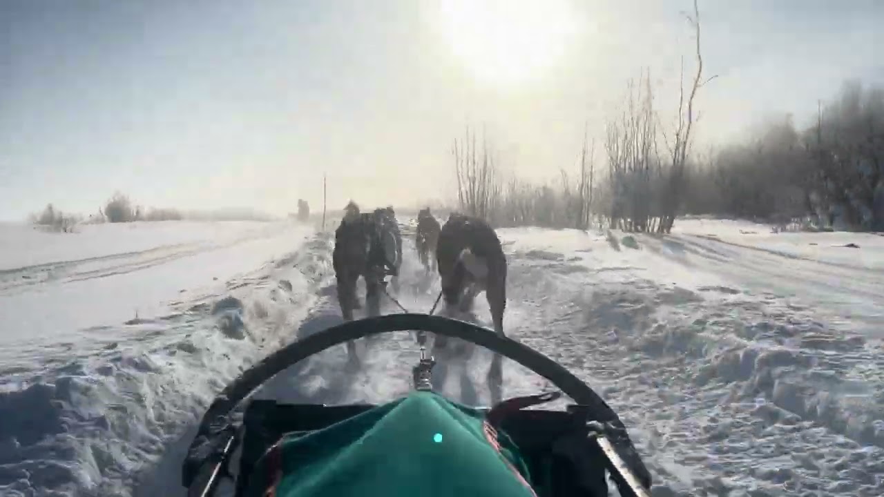 Dogsled tour Lulea