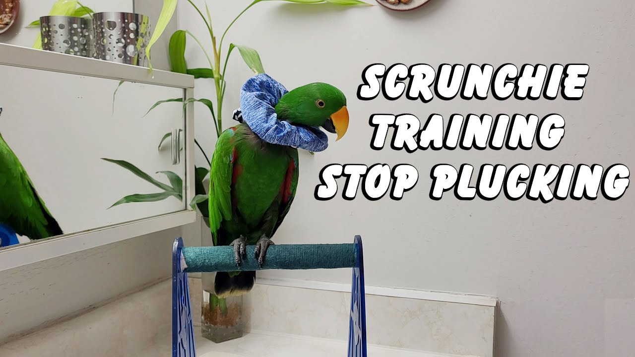 Stop Your Parrot Plucking! Scrunchie/Collar Training - Jasper the Eclectus Parrot