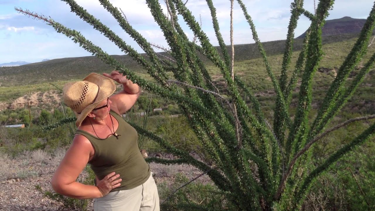 Medicinal Minute: Beautiful Ocotillo (Fouquiera splendens