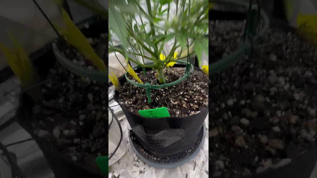 Autoflower Tent 06/25- flower day 24! Getting frosty! #420 #grow #getlit #medicine
