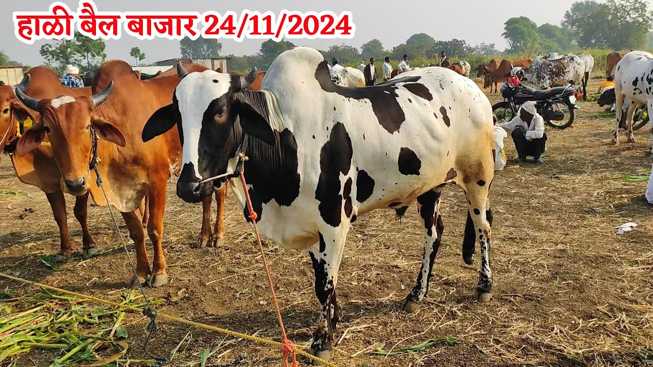 महाराष्ट्रातील सर्वात मोठा सुप्रसिद्ध हाळी बैल बाजार दि.24 नोव्हेंबर 2024 | Today Hali bail bazar