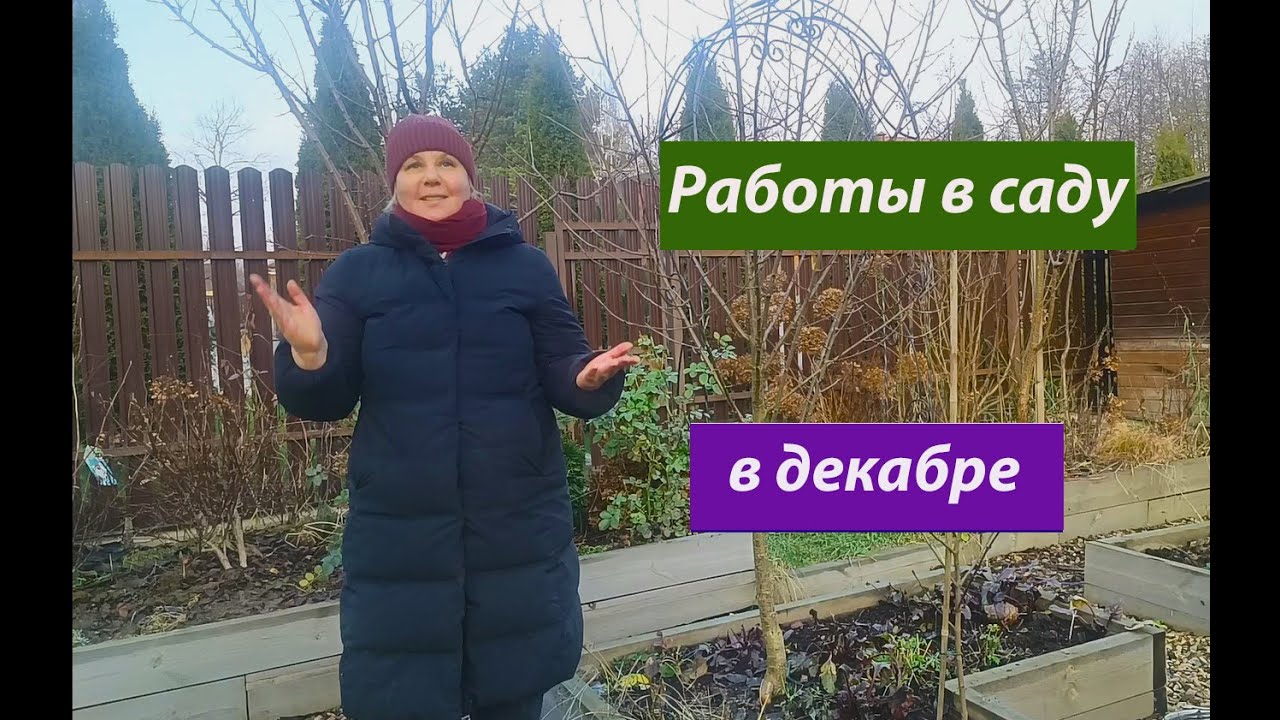 Работы в саду в декабре #дача #сад #уход за садом