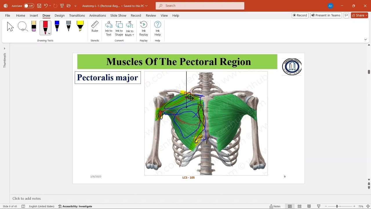 Anatomy: Pectoral Region