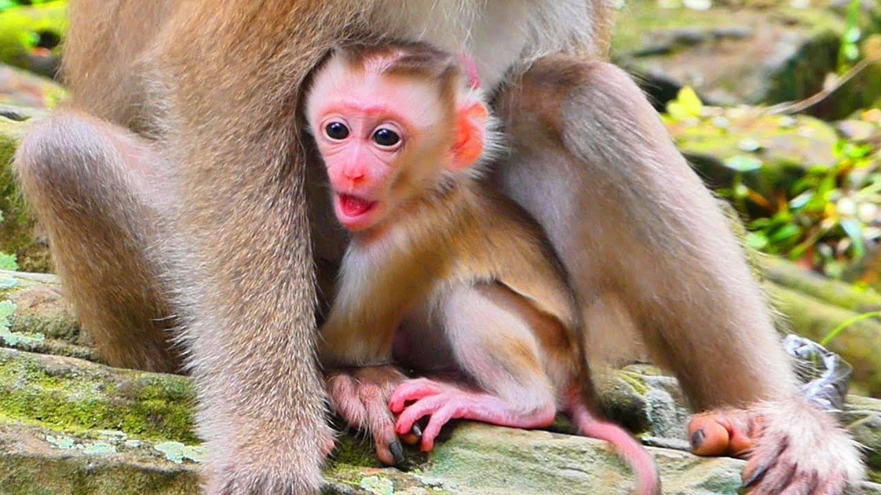 Primate baby Ape.../Real life baby monkey.../Amazing clip.../Sweetly baby