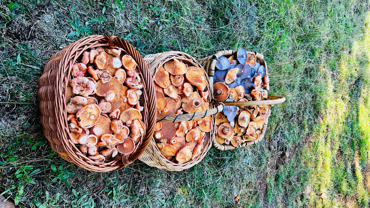 NISCALOS, REBOLLONES BROTADA ALUCINANTE!!! 🌲🍄 SORIA 13/10/2024