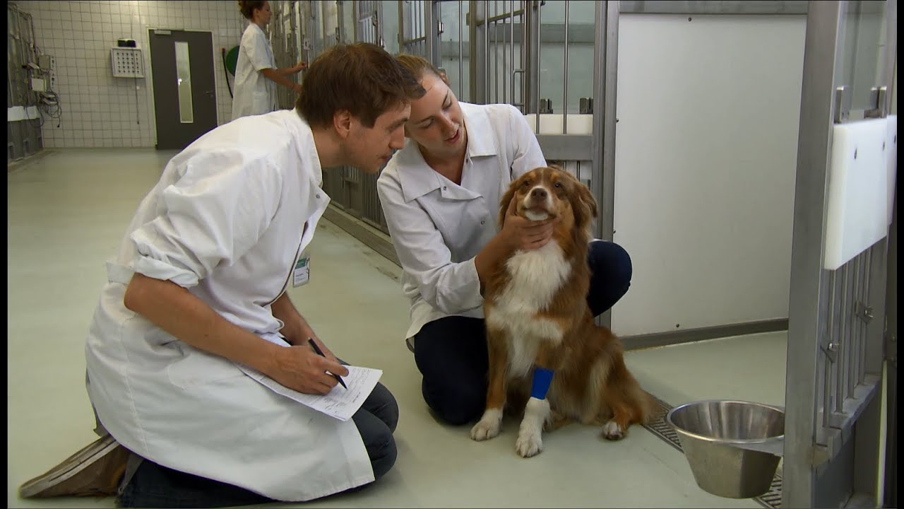 Cure for Pets, Care for People: the University Clinic for Companion Animals