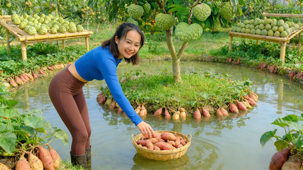 Harvest Sweet Potato On The Farm To Sell And Cook – Simple And Peaceful Life