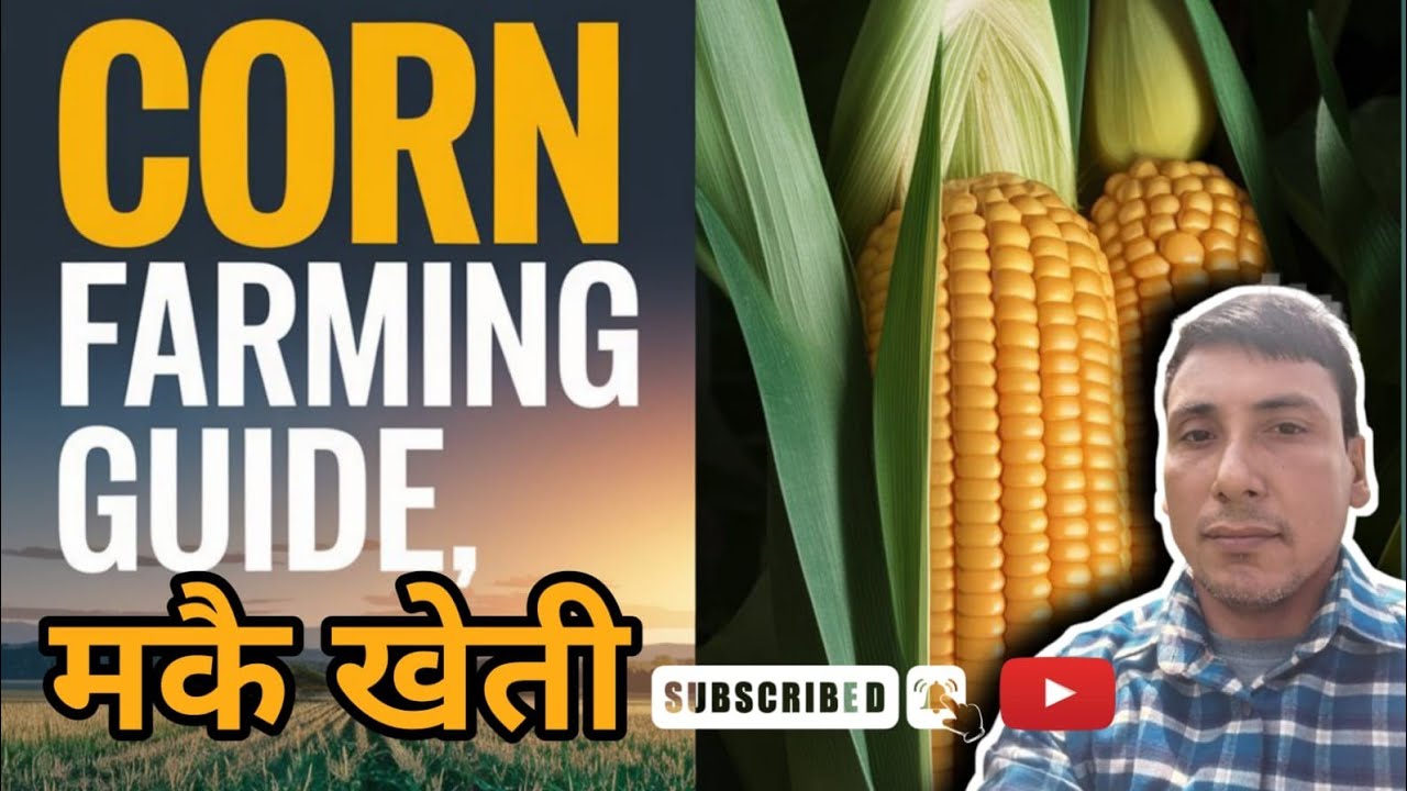 हिउदे सिजनमा हाइब्रीड मकैखेती गरि प्रति बिगाह५०-५५कुन्टल मकै उत्पादन हुने र एक लाख५०हजार आमदानीहुने।
