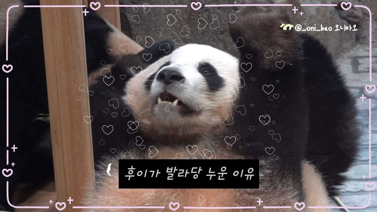 숨숨집에 후이바오가 발라당 누운 이유 너무 귀여운 쌍둥이 판다