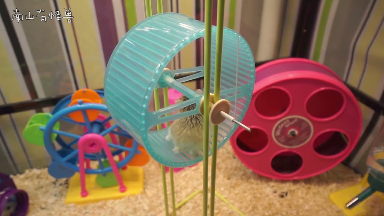 DIY进阶版仓鼠升降机 ( Hamster DIY)