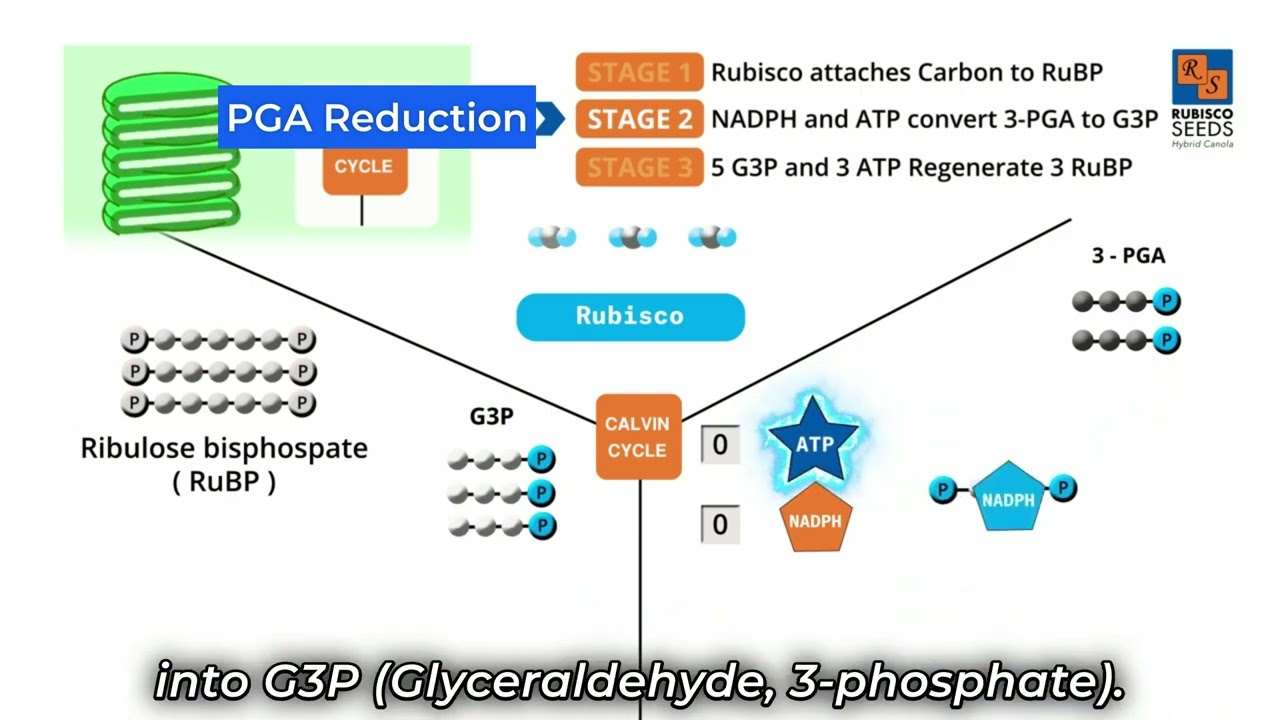 Carbon Fixation in Photosynthesis Rubisco Enzyme is key