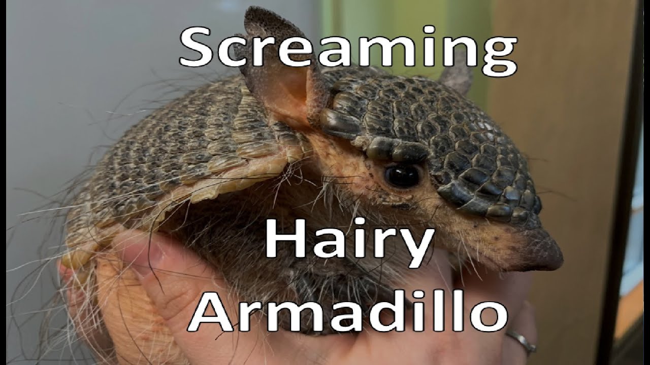 Screaming Hairy Armadillo