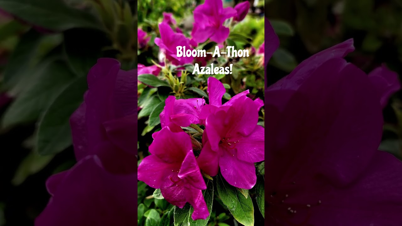 Bloom-A-Thon&reg; Azaleas at White Forest Nursery