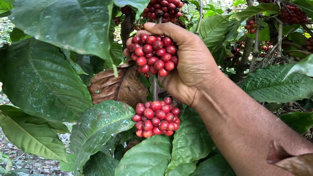 MY AGRICULTURE JOURNEY BEGAN IN 2012 MARKING THE START OF AN AMAZING EXPERIENCE