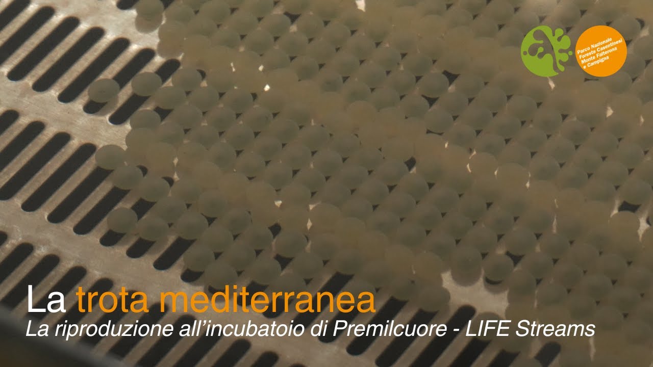 Trota Mediterranea: la riproduzione all’Incubatoio di Premilcuore | LIFE Streams