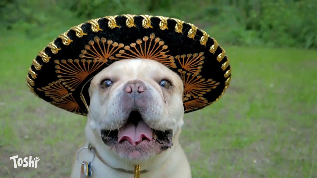 DE - Dog - Toshi