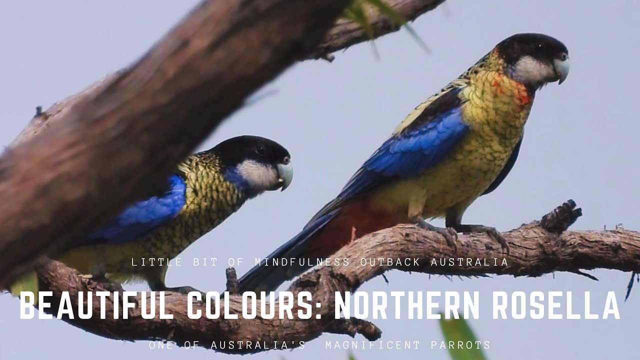 Beautiful Colours: Northern Rosella