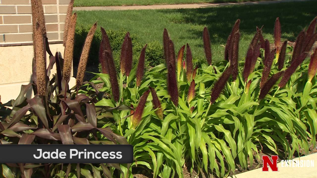 Ornamental Pearl Millet