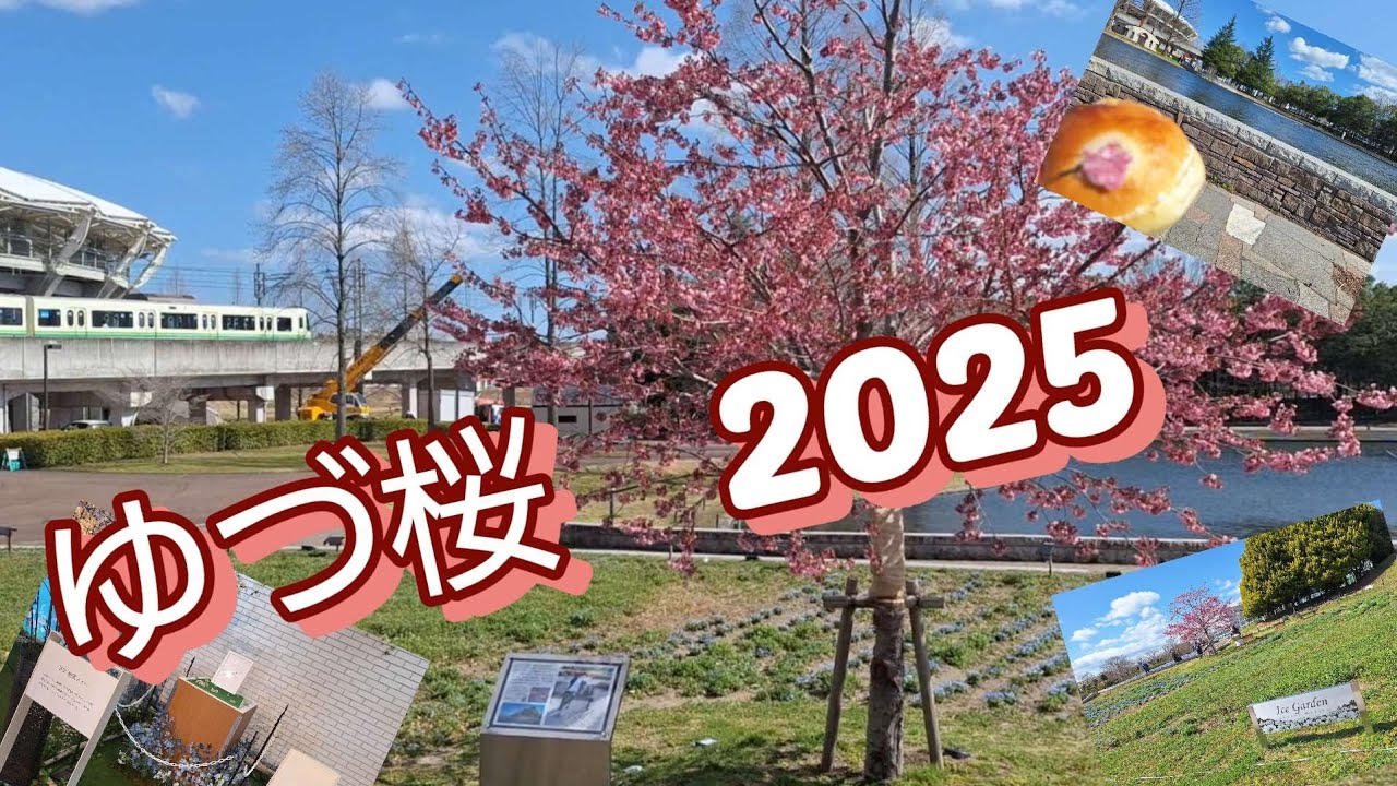 【Vlog】羽生結弦　ゆづ桜　2025 七北田公園　桜　仙台　Girafe ジラフ　パン　お花見