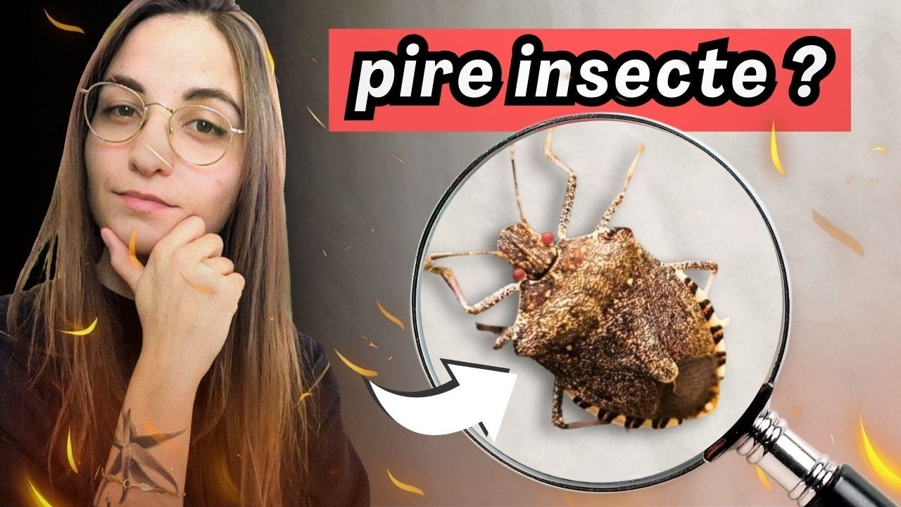 4 minutes pour comprendre la PUNAISE DIABOLIQUE