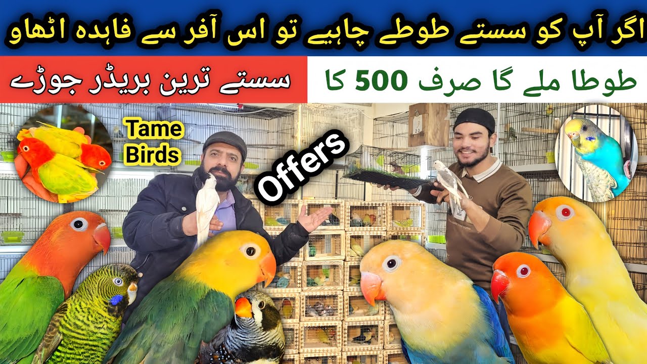 Amoos birds aviary | Palefellow Love Birds 