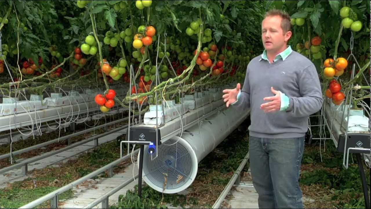 Greenhouse promo video for Nature Fresh Farms Leamington