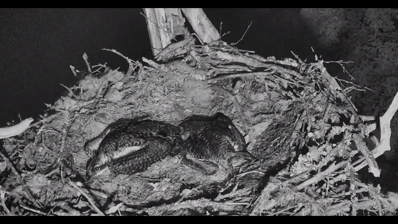 Great Horned Owl Takes Hog Island Osprey Chick 2017 07 11 02 10 35 238