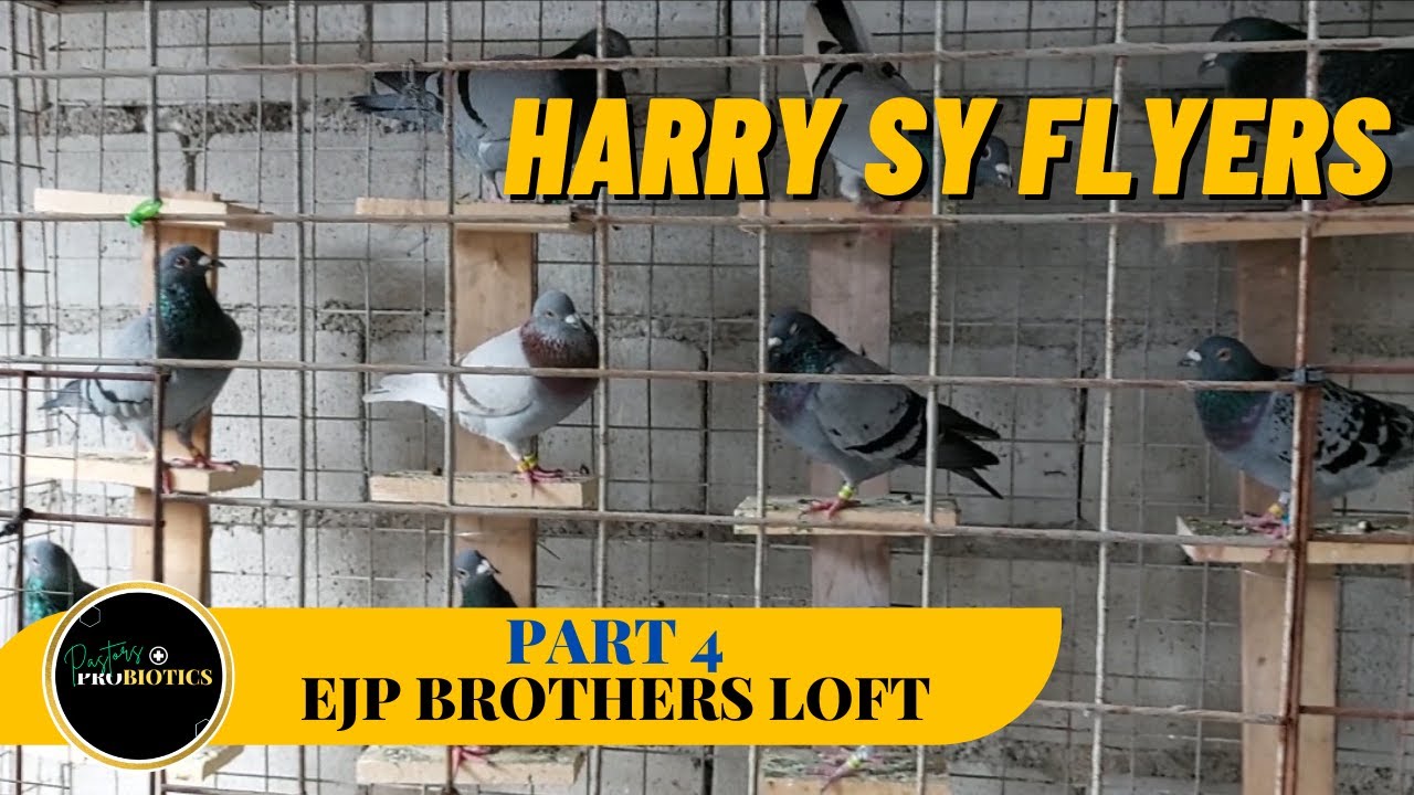 Ipinasilip ang flyers loft at nagbigay ng tips para manalo!