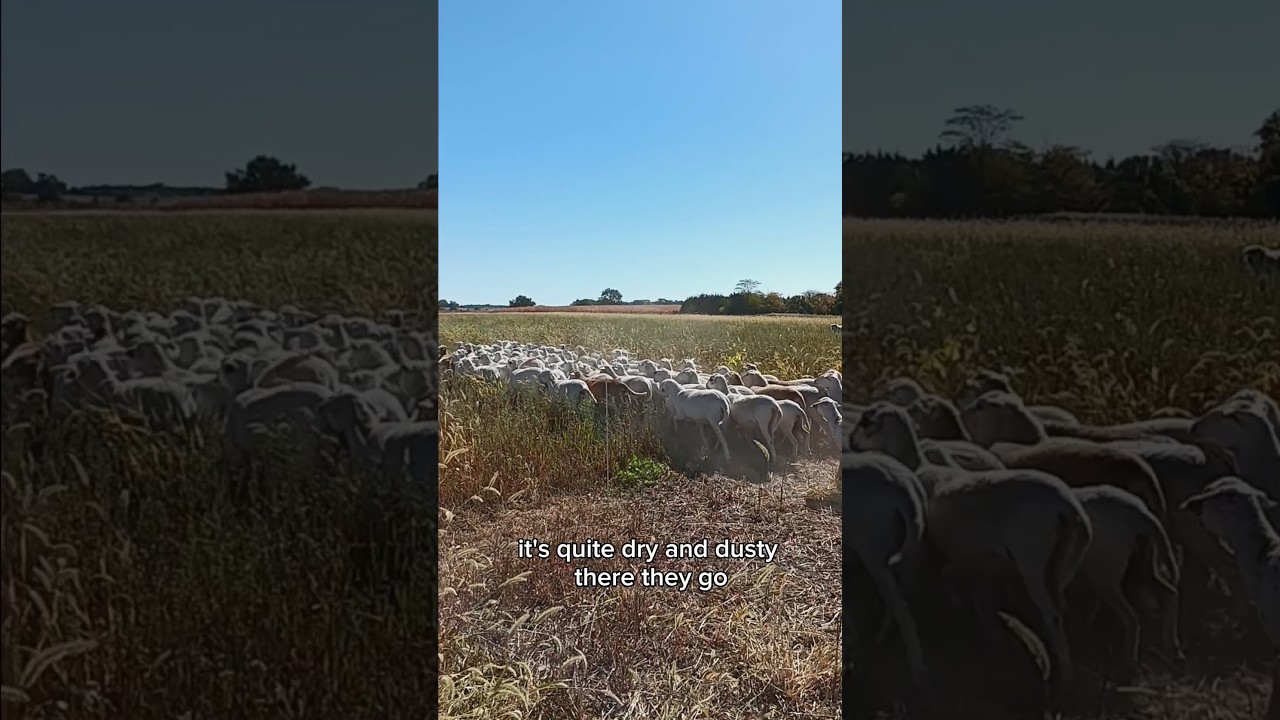 #sheep grazing cover crops.