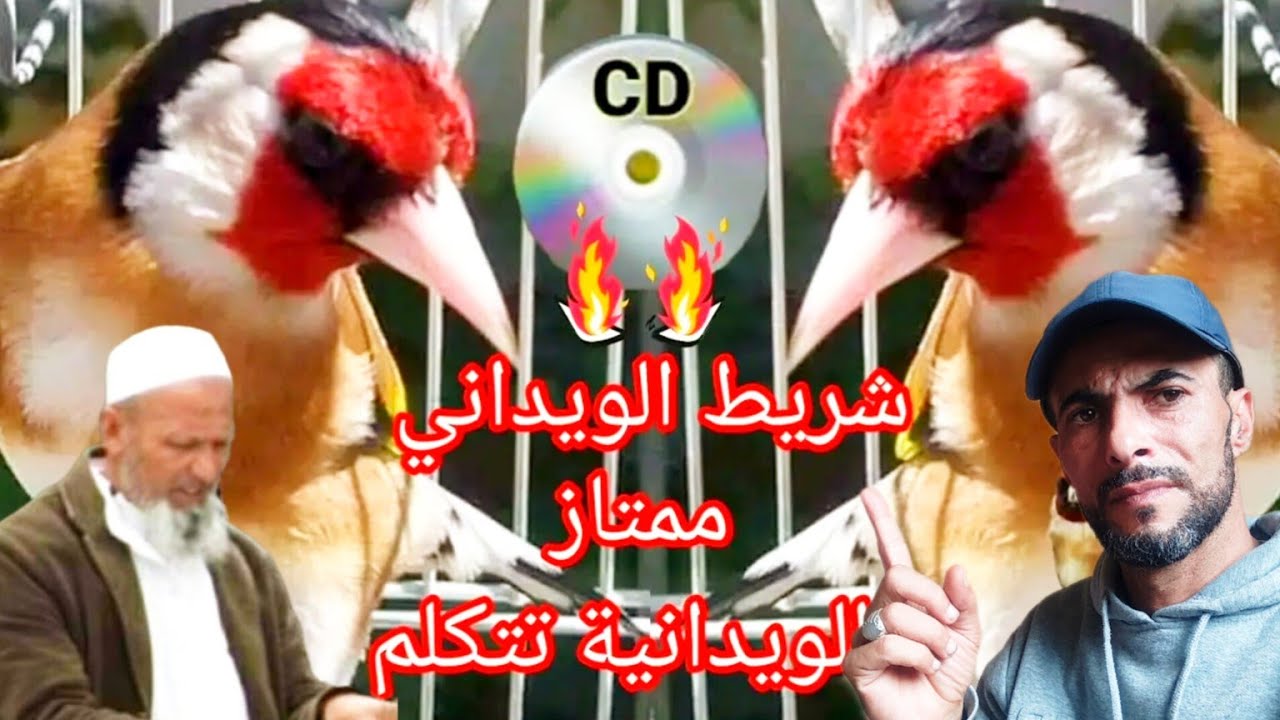 التغريد الويداني البيضاوي تلقين فراخ طائر الحسون عشاق طائر الحسون المغربي ( محمد كالا )
