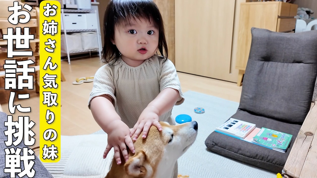 お世話大好きな2歳娘の止まらない柴犬愛がこちらです笑