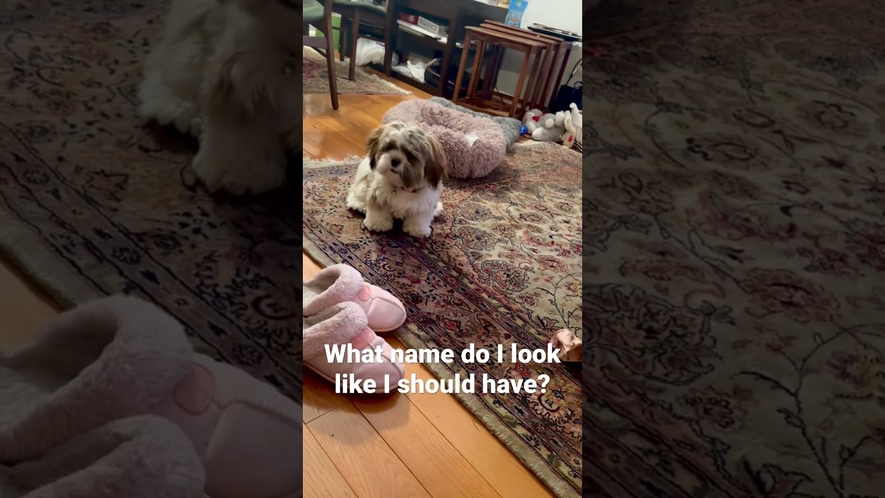 Loud little Malshi puppy wants to know #fyp #trending #youtubeshorts #dog #shitzu