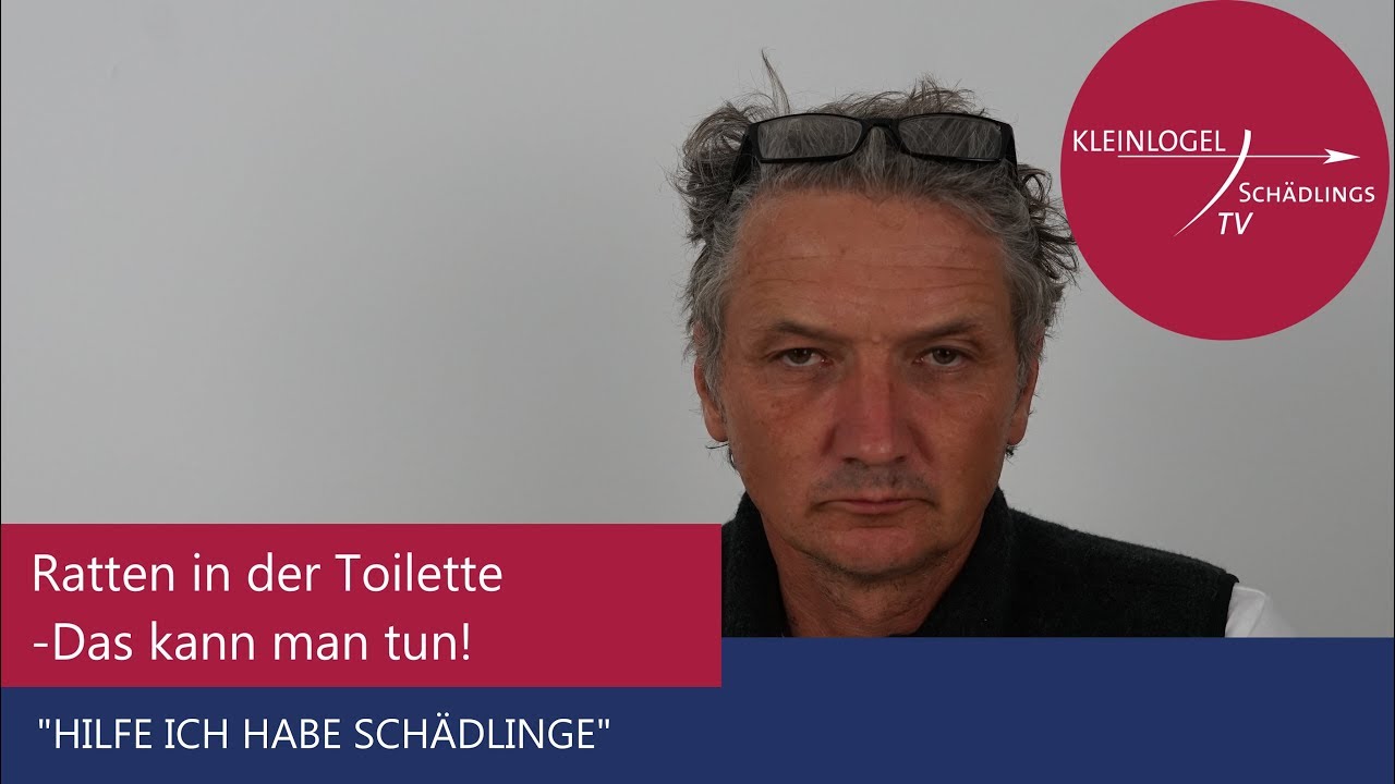 Ratten in der Toilette! Das kann man tun! 