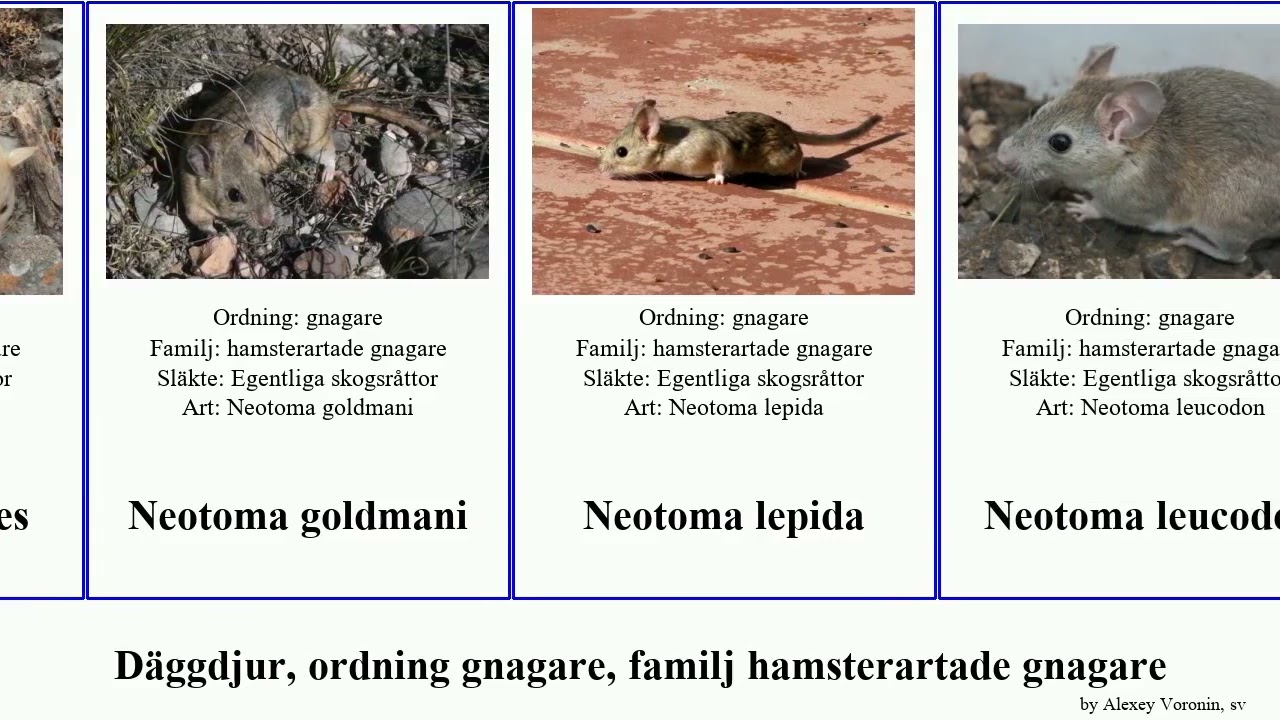 D&auml;ggdjur, ordning gnagare, familj hamsterartade gnagare microtus peromyscus neotoma oryzomys