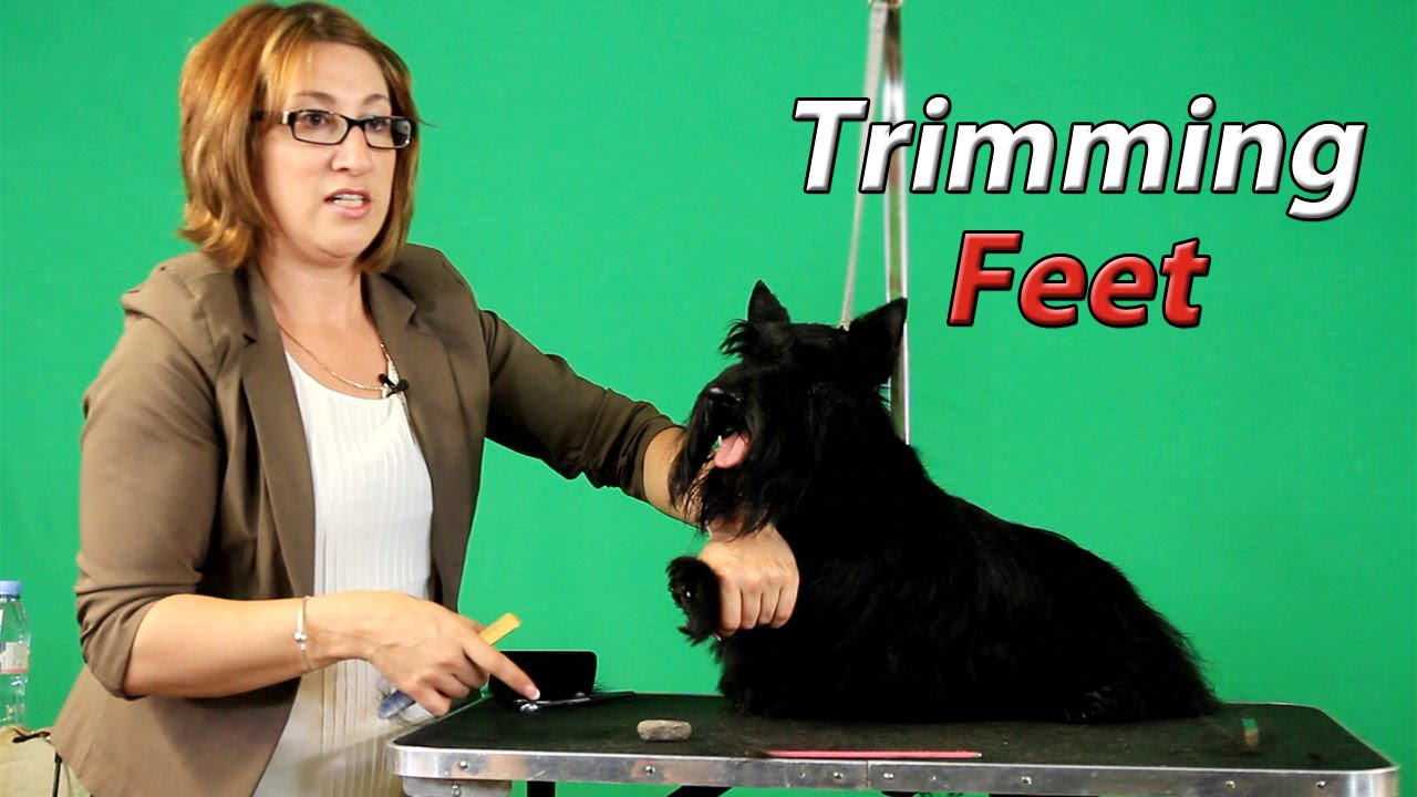 A Guide to Trimming Feet of the Scottish Terrier with Rebecca Cross