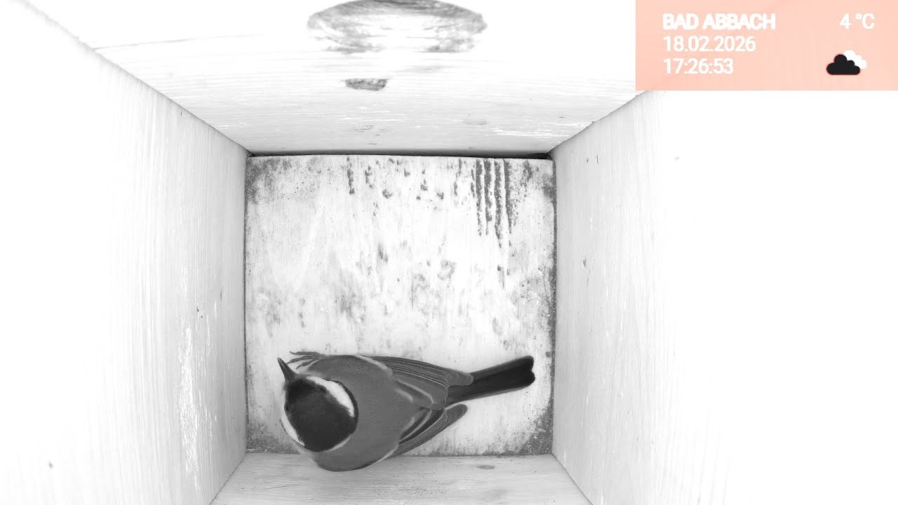 18.02. Piepina live 🐦 Abend & Nacht im Nistkasten